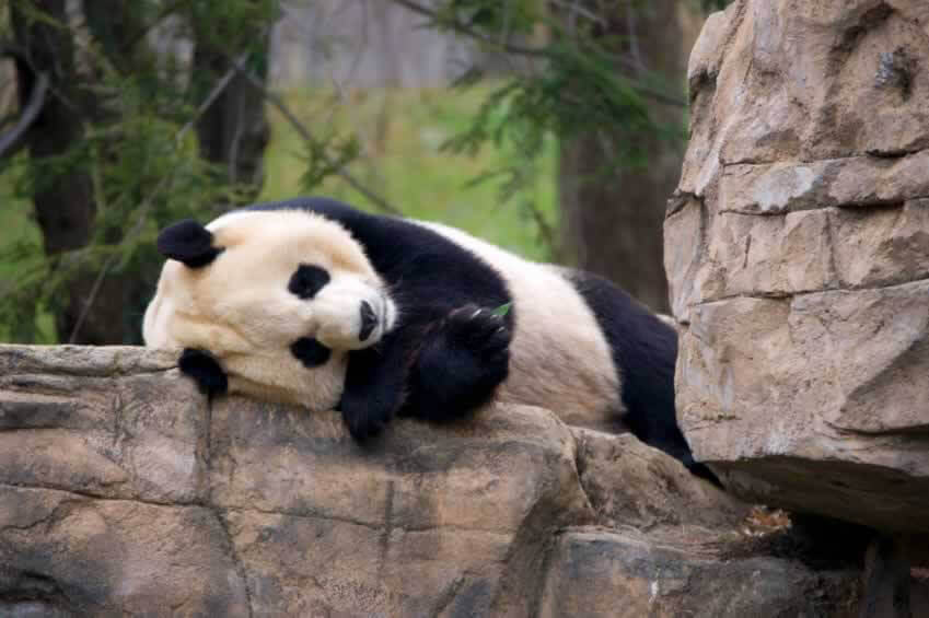 The 'Frankenscience' of Panda-Breeding Programs | PETA The 'Frankenscience' of Panda-Breeding Programs | PETA