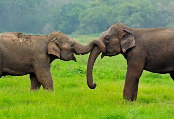 Asian elephants