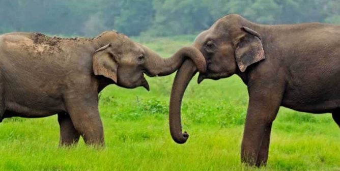 did garden bros just drop acts with elephants?