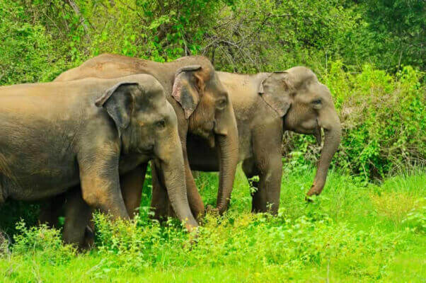 Asian elephants