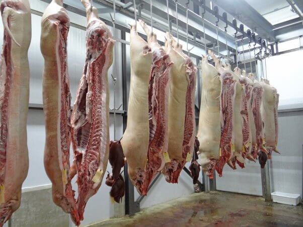 slaughtered pigs hanging from hooks