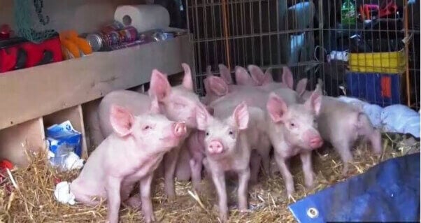 11 piglets rescued by PETA