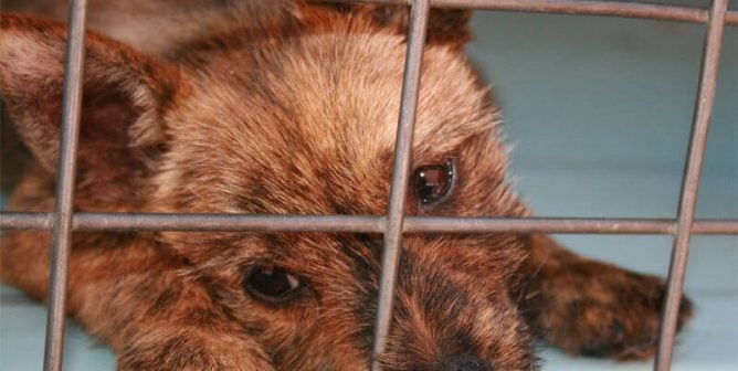 The Worst Excuses People Make for Abandoning Their Companion Animals