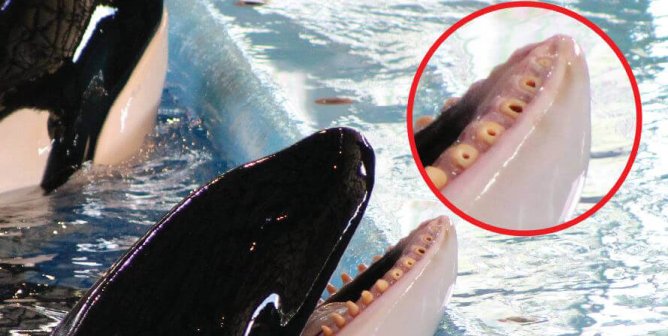 These Dentists Are Supporting SeaWorld’s Cruelty—Act Now!