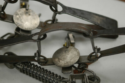 steel jaw rabbit traps for sale