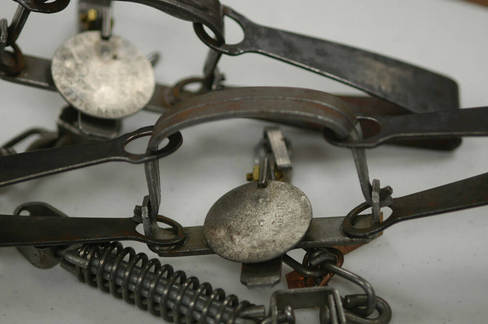 steel jaw rabbit traps for sale