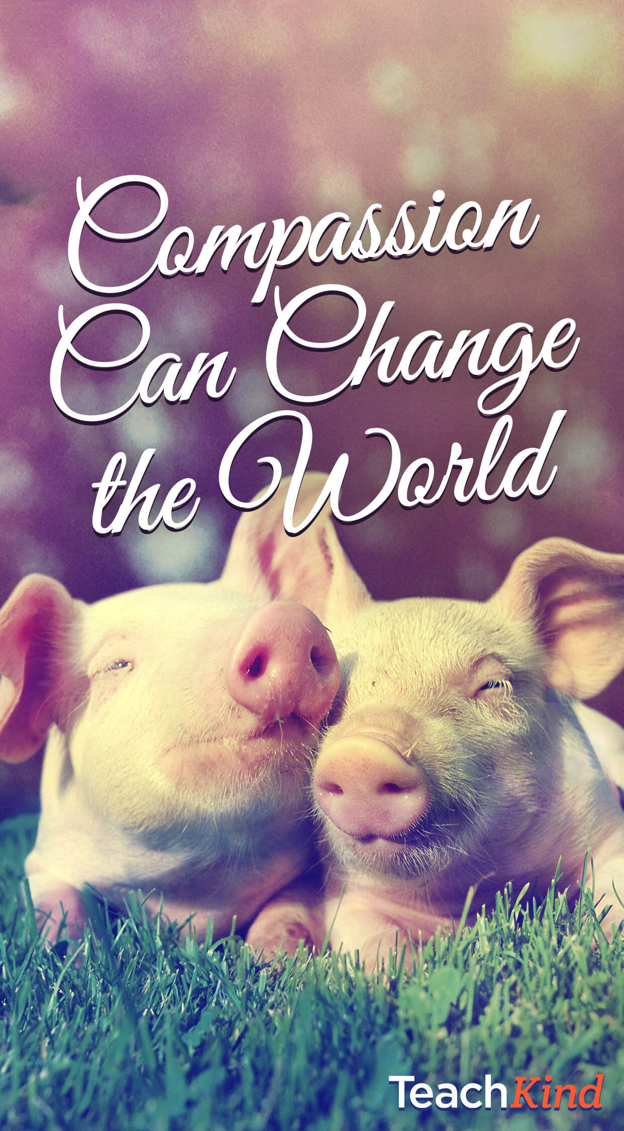 Free Animal Rights iPhone Wallpapers For Teachers