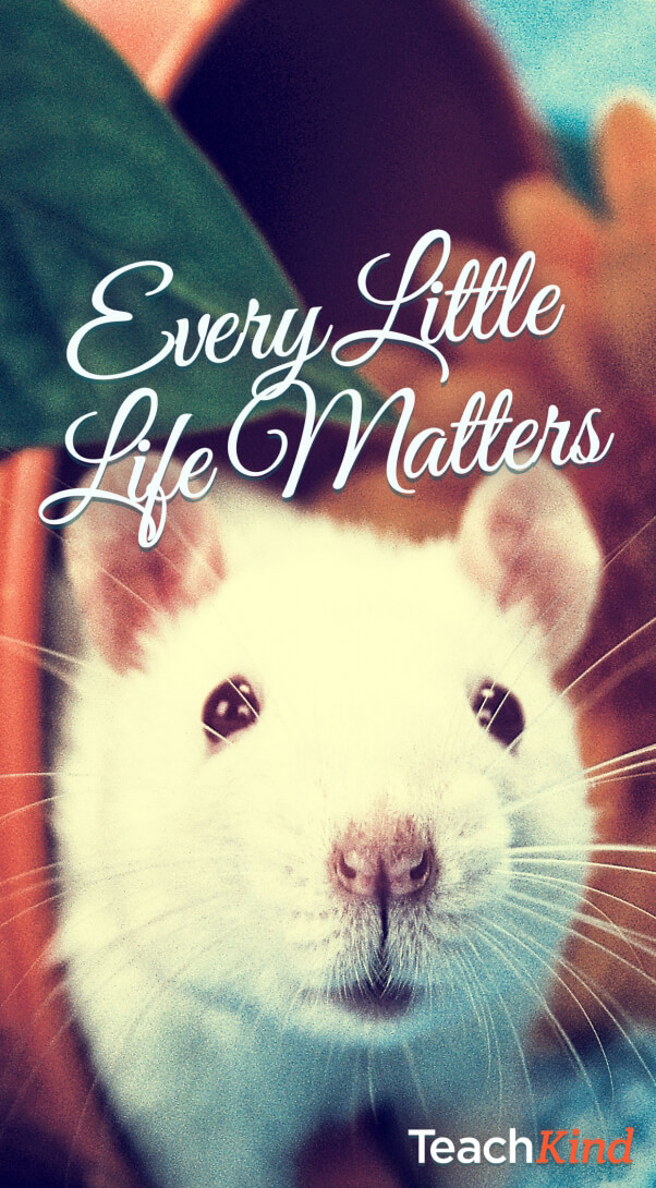 How do you screenshot on this phone How do you screenshot on this phone