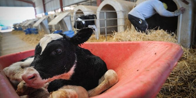 Debate Kit: Is It Ethical to Eat Animals?