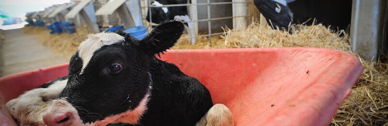 veal-calf-in-barrel-we-animals