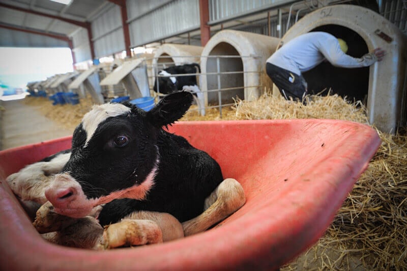 Factory Farming: The Industry Behind Meat and Dairy | PETA