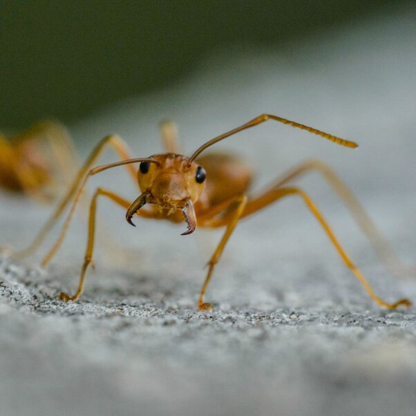 Ant close-up