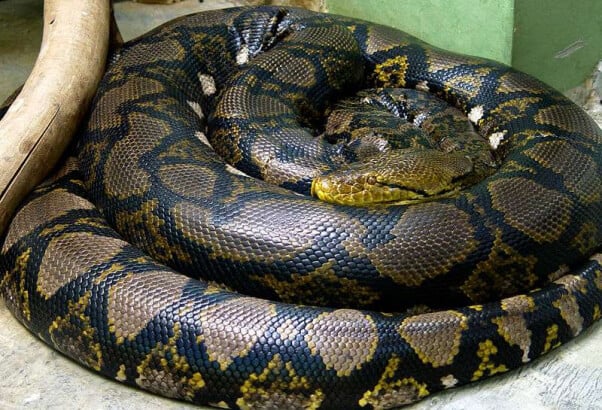 800px-Python_reticulatus_сетчатый_питон-2