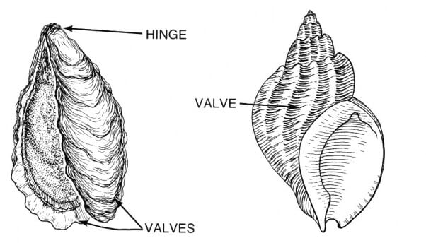 Bivalve_(PSF)