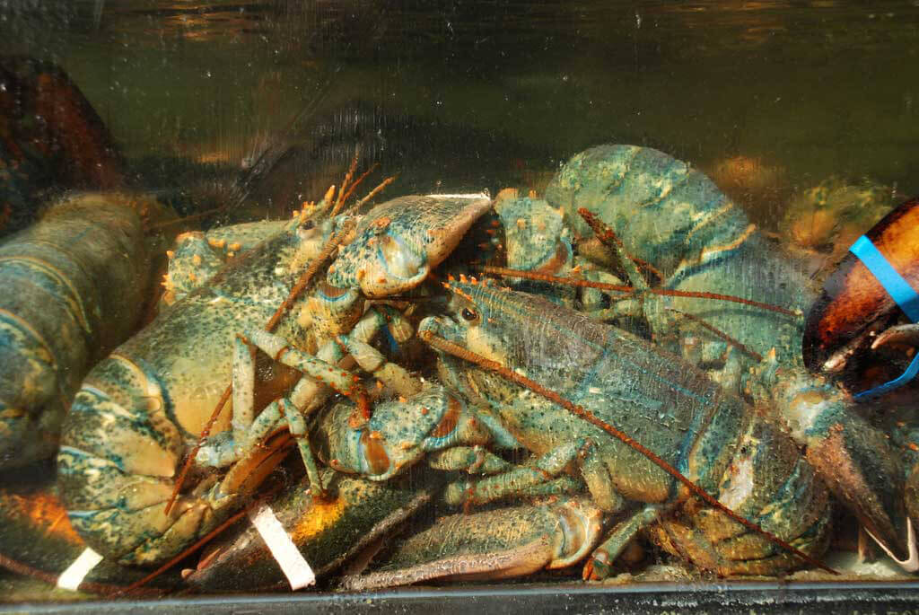 Help Lobsters in Lobster Zone Machines Action