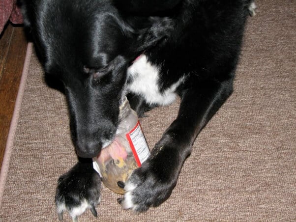 Dog Licking Peanut Butter