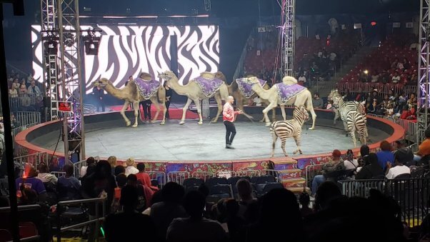 camerls and zebras at Universoul