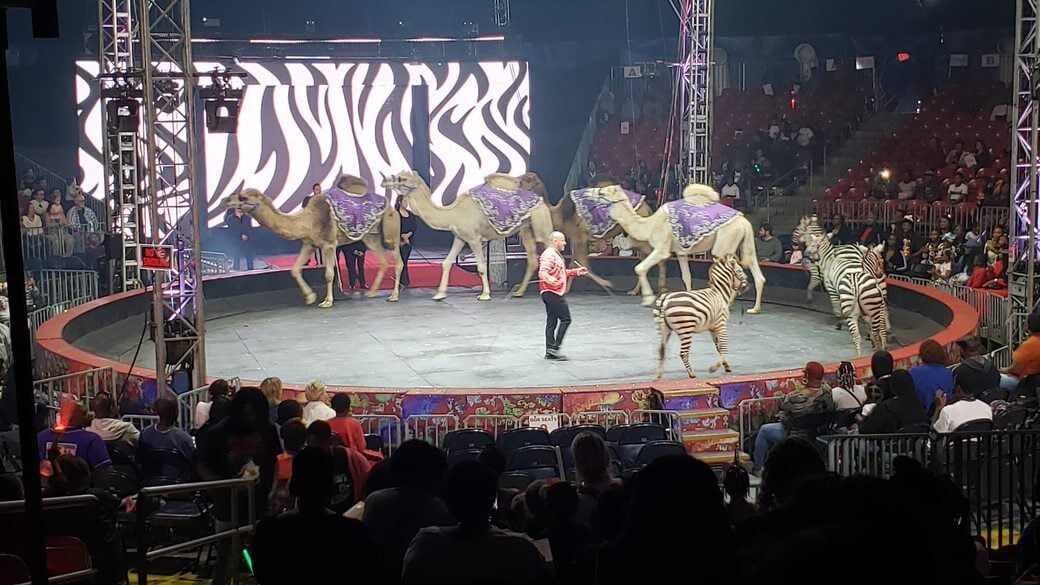camerls and zebras at Universoul