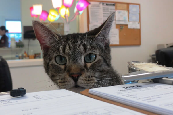 Cat behind counter