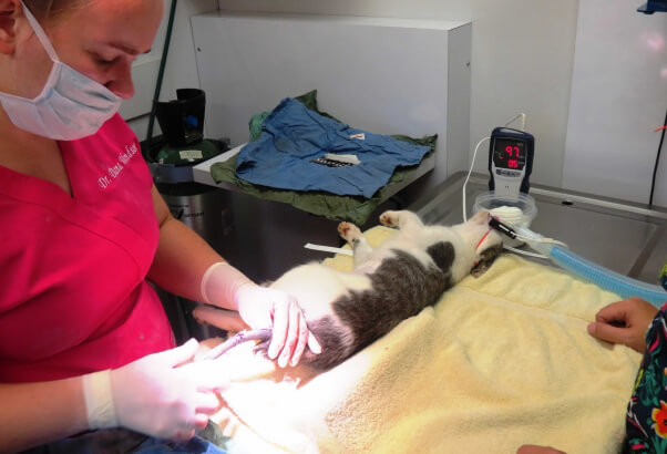 Cat being treated for broken tail