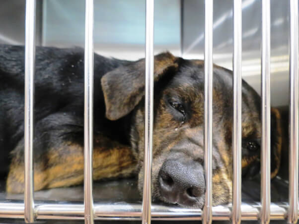 Patient at DAHS spay/neuter event