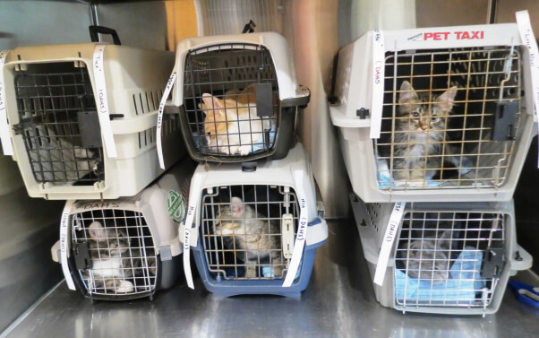 Patients at Danville spay/neuter event