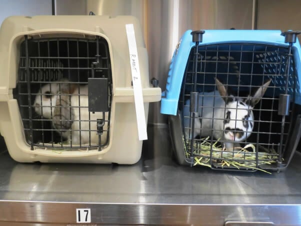 Two rabbits in carriers