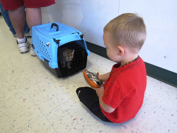 Child with kitten in carrier