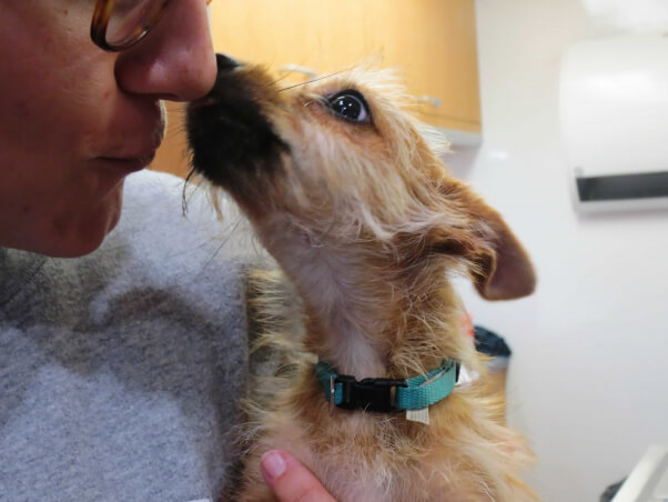 Patient at DAHS spay/neuter event