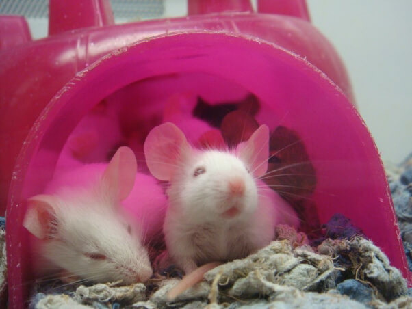 Souris dans une animalerie
