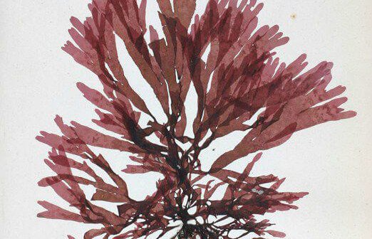 Bacon-Flavored Seaweed to Save the Day