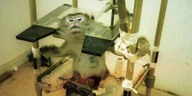MIT Experimenter Goes Home, Leaves Monkey Restrained for 18 Hours