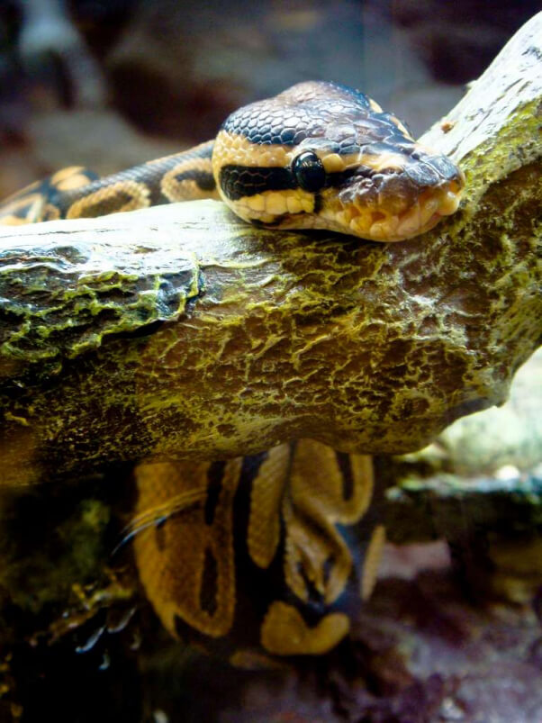 Serpent dans l'animalerie 2