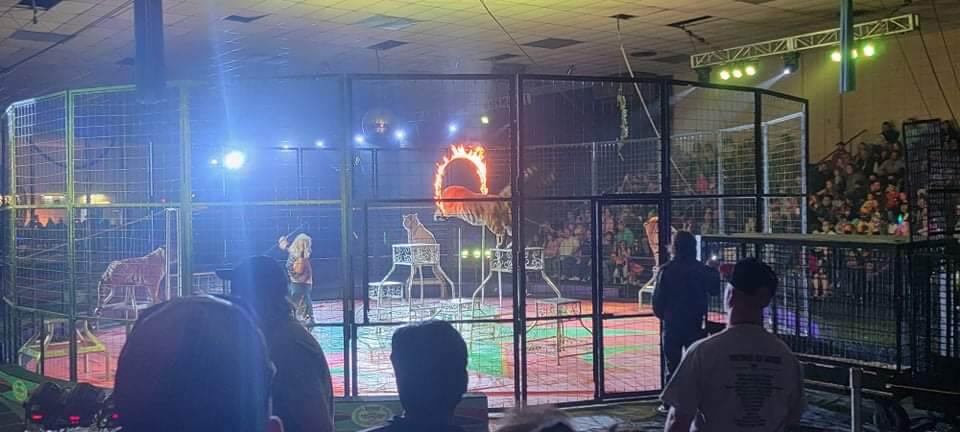 tigers exploited in circus ring