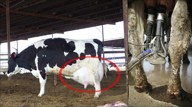 Cow with enlarged udder
