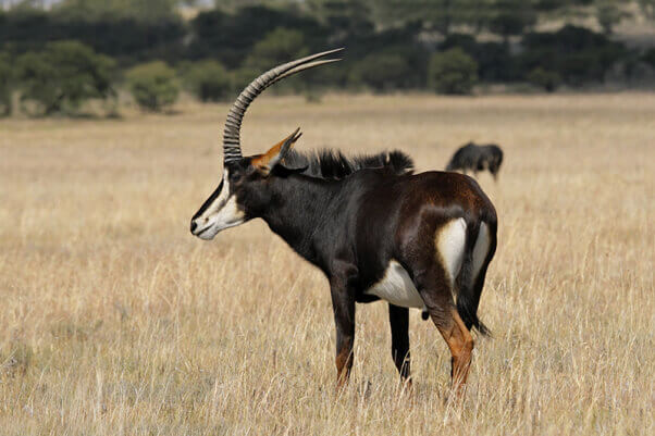 Sable antelope