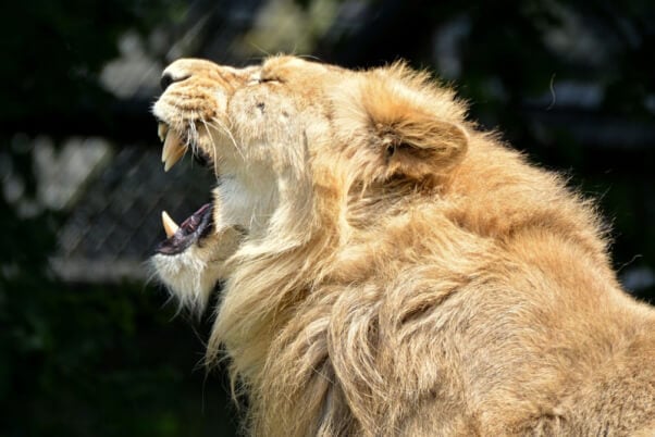 lion roar carnivore teeth