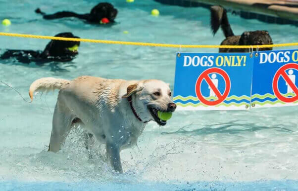 Dog in front of "Dogs Only!" sign at swimming pool