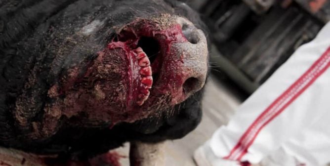 close-up of dying bull on the ground with only his bleeding mouth, neck and horns showing