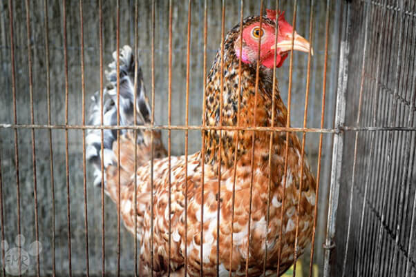 hen in cage