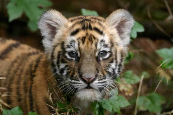 Tiger cub