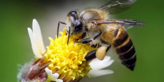 Planting Flowers to Help Bees Is Great—but You Can Do More