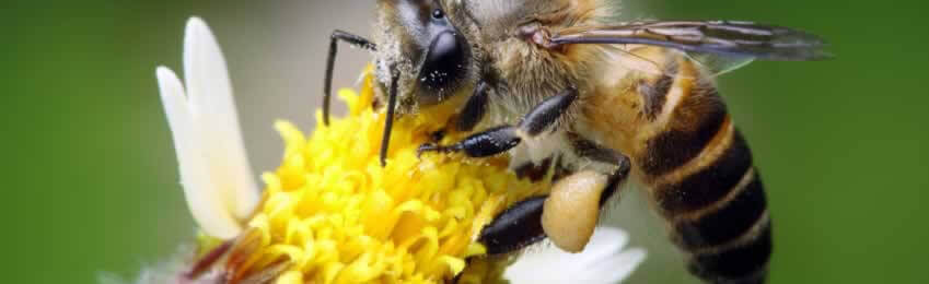 a bee on a wildflower