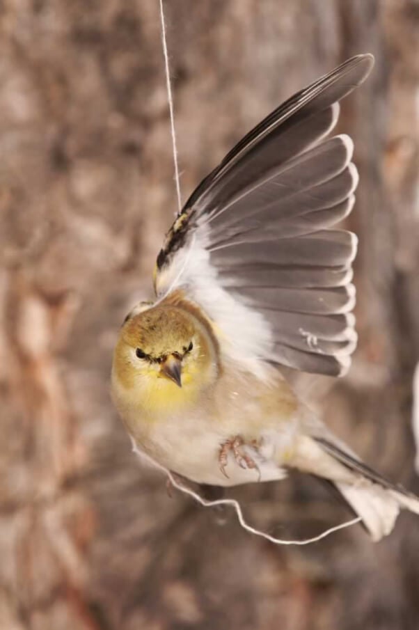 Goldfinch caught in balloon string