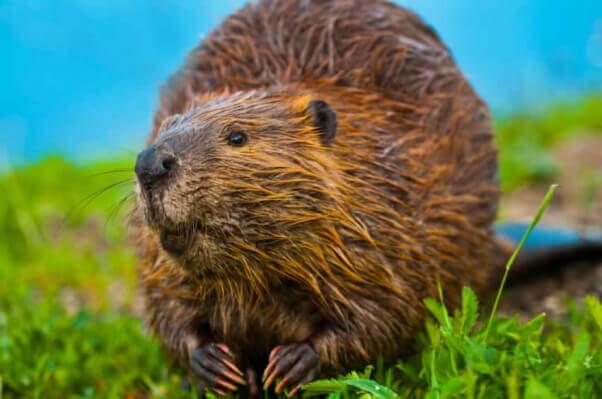 Beaver