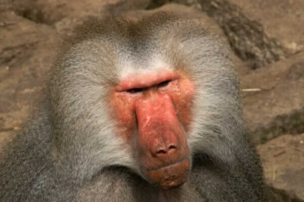 Baboon