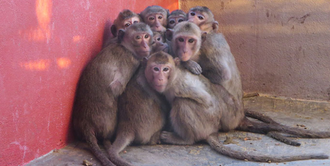 Peta Coronavirus Covid 19 Resources And Updates Peta Peta Coronavirus Covid 19 Resources And Updates Peta