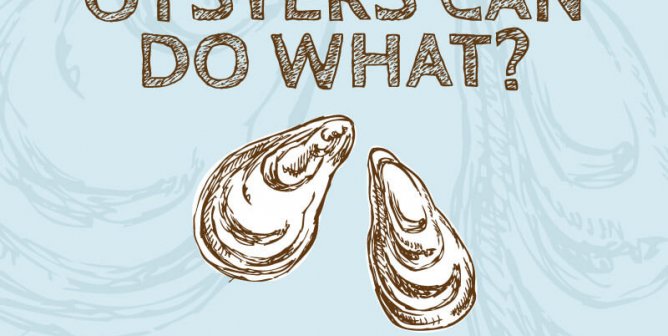 Oysters Can Do What?! 10 Great Reasons to Let Bivalves Live