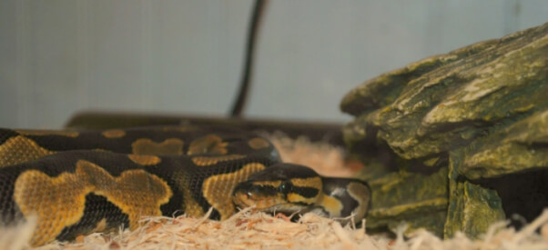 serpent-dans-animalerie-3