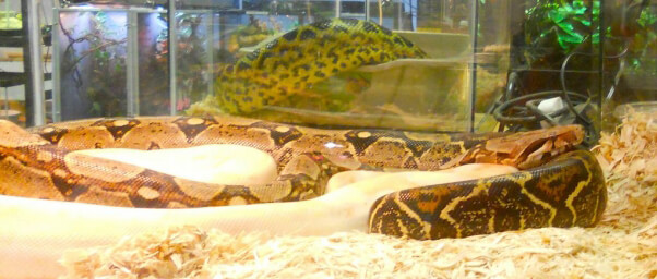 serpent en animalerie